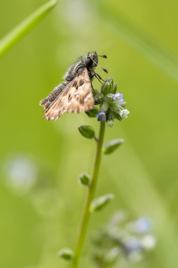 Carcharodus alceae - Kaasjeskruiddikkopje