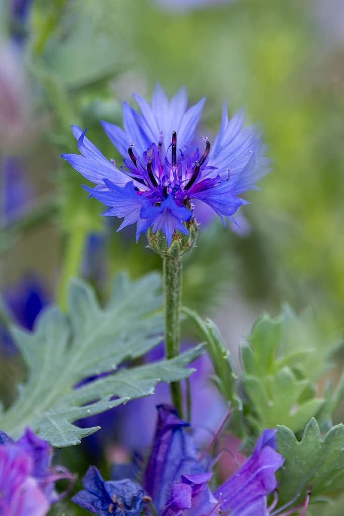 Centaurea cyanus - Korenbloem