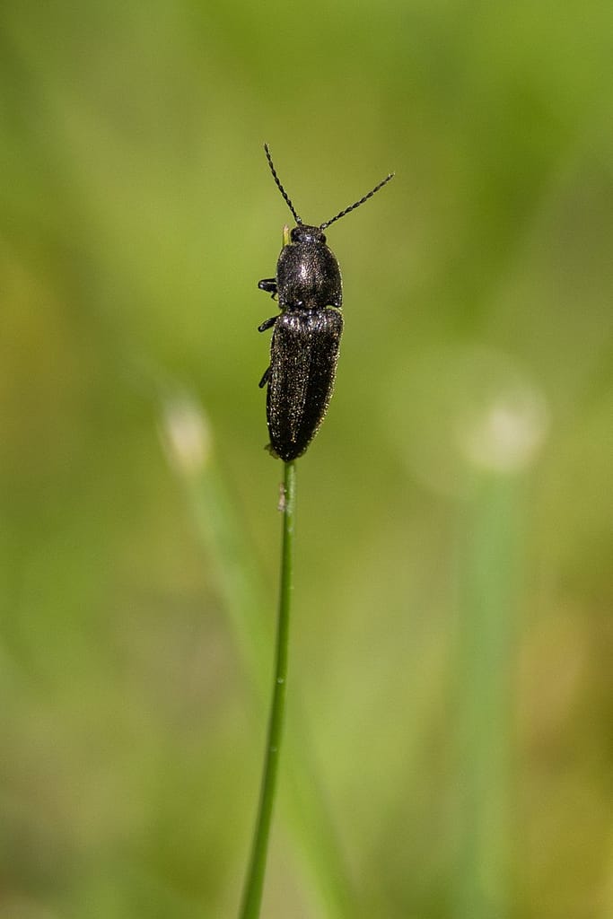 Cidnopus pilosus