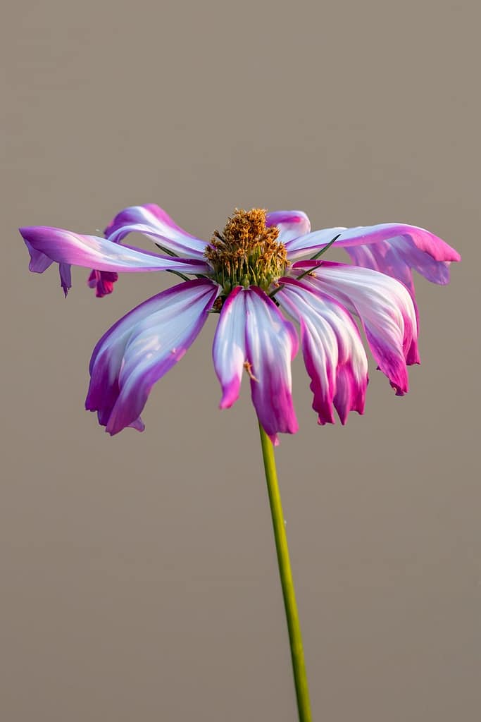 Cosmos bipinnatus - Cosmea