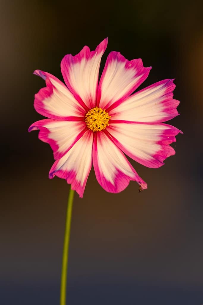 Cosmos bipinnatus - Cosmea