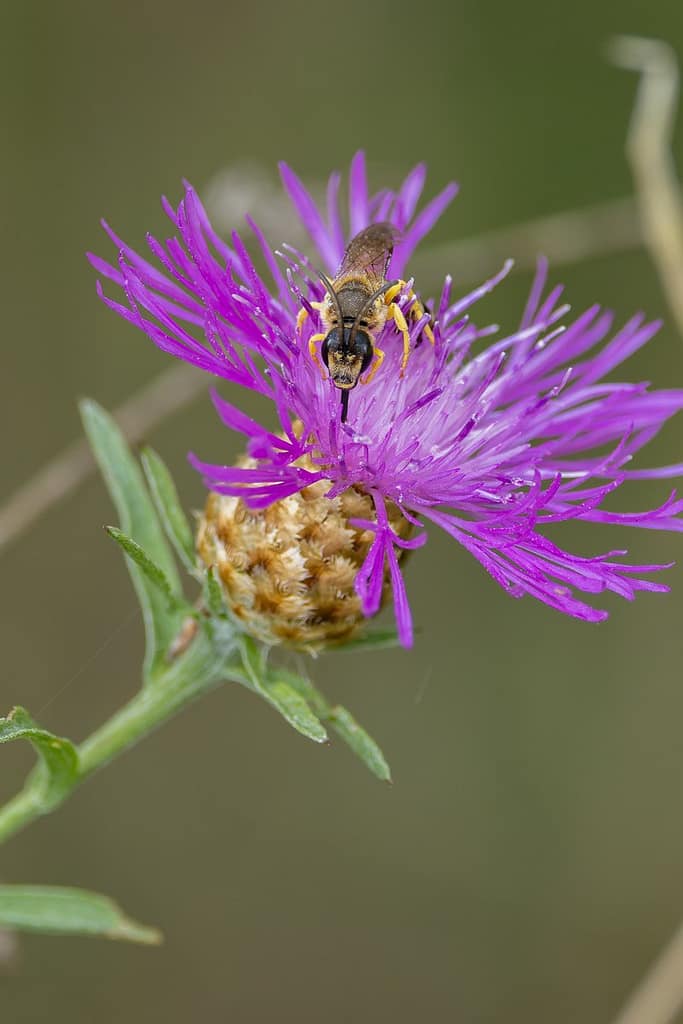 Halictus scabiosae - Breedbandgroefbij