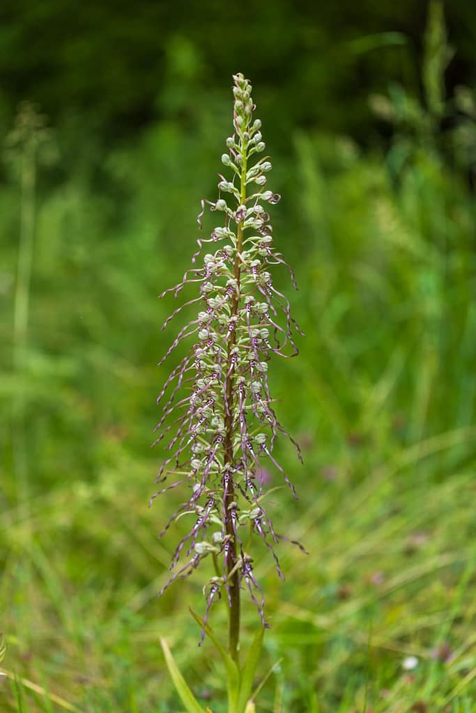 Himantoglossum hircinum - Bokkenorchis