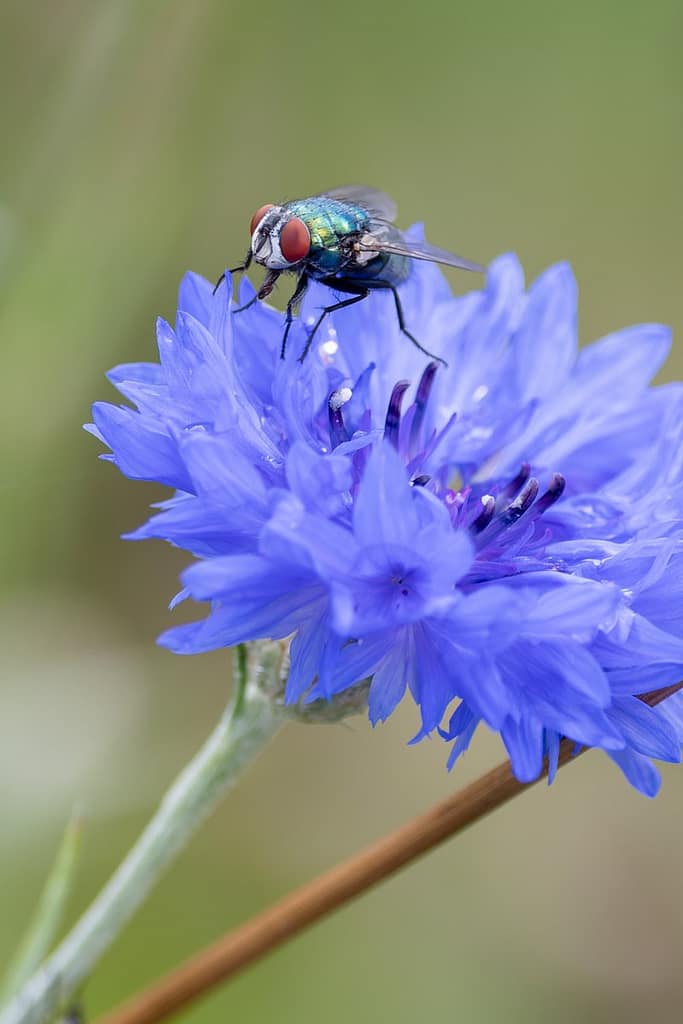 Lucilia sericata - Groene vleesvlieg