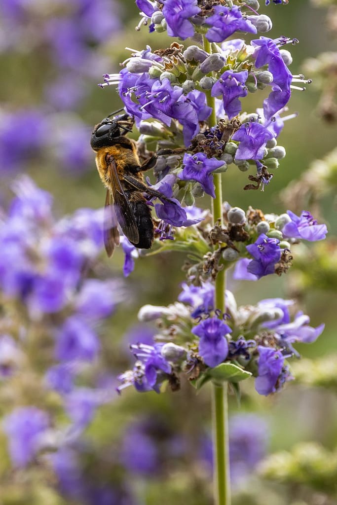 Megachile sculpturalis