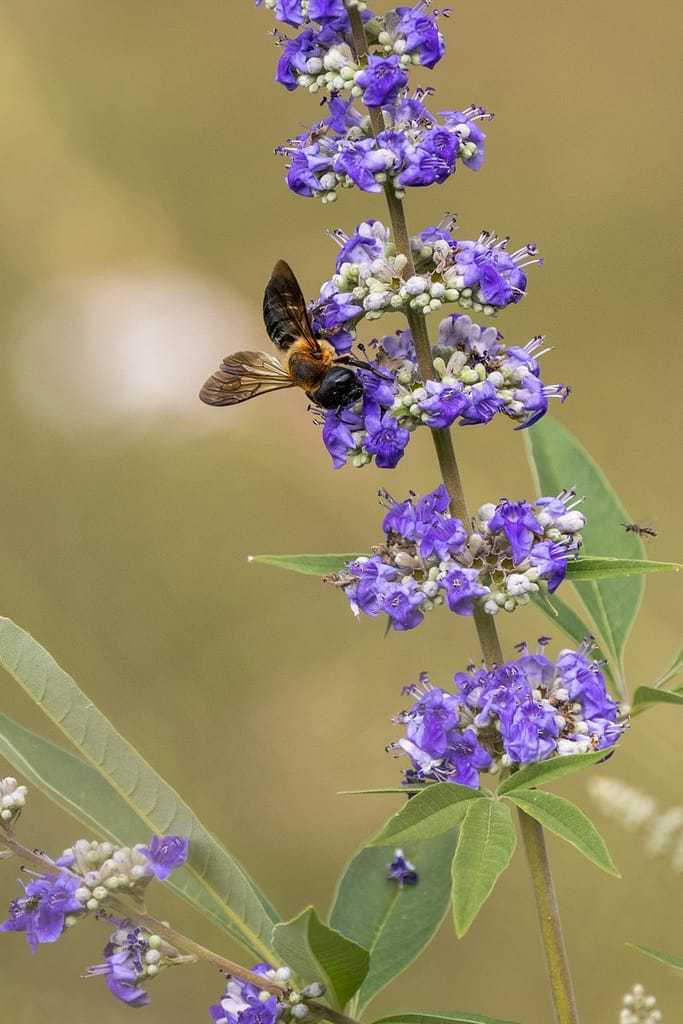 Megachile sculpturalis
