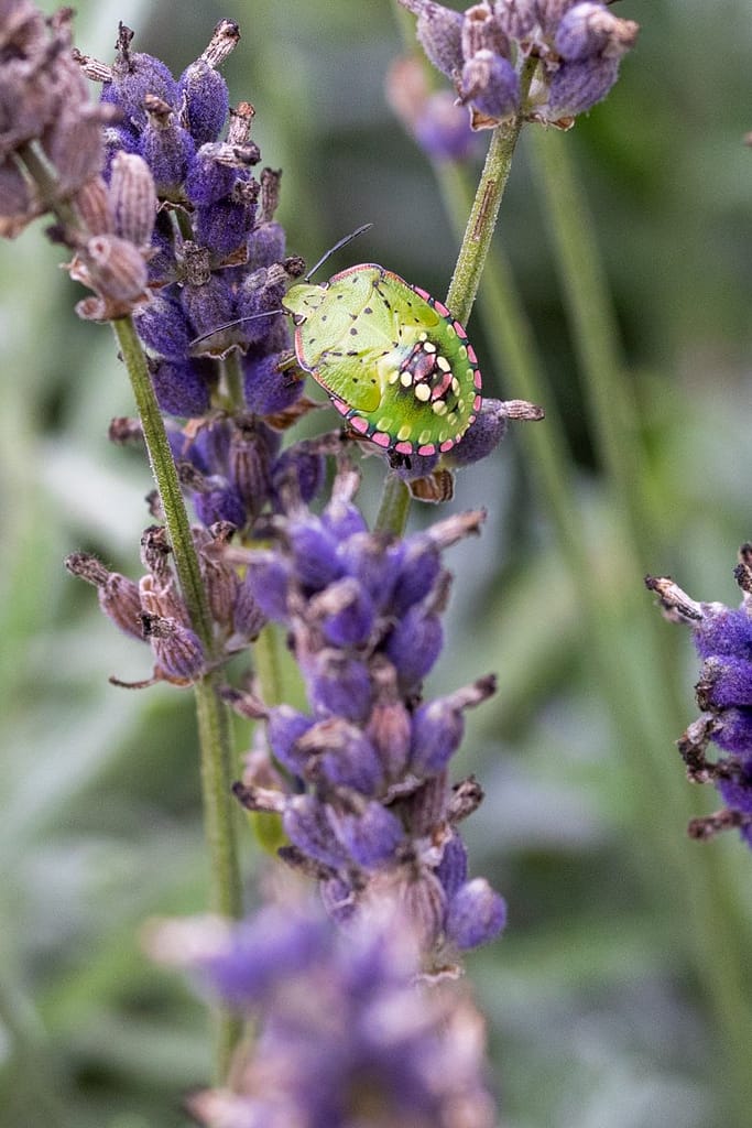 Nezara viridula - Zuidelijke groene schildwants