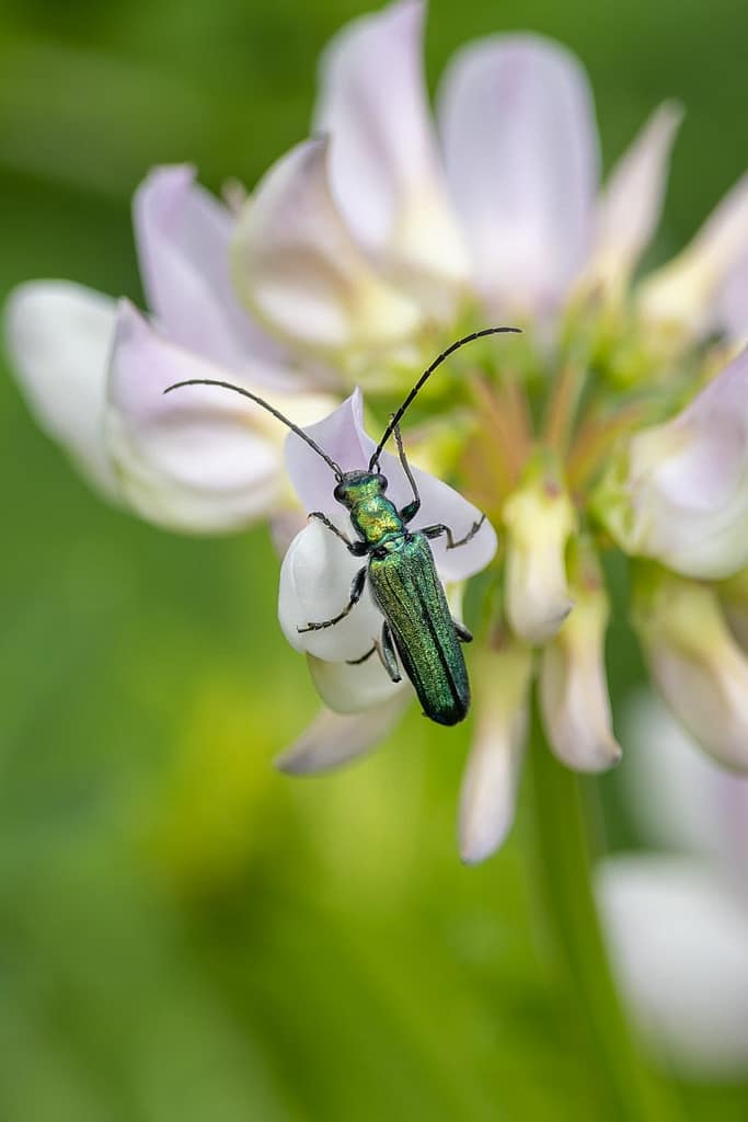 Oedemera nobilis - Fraaie schijnboktor