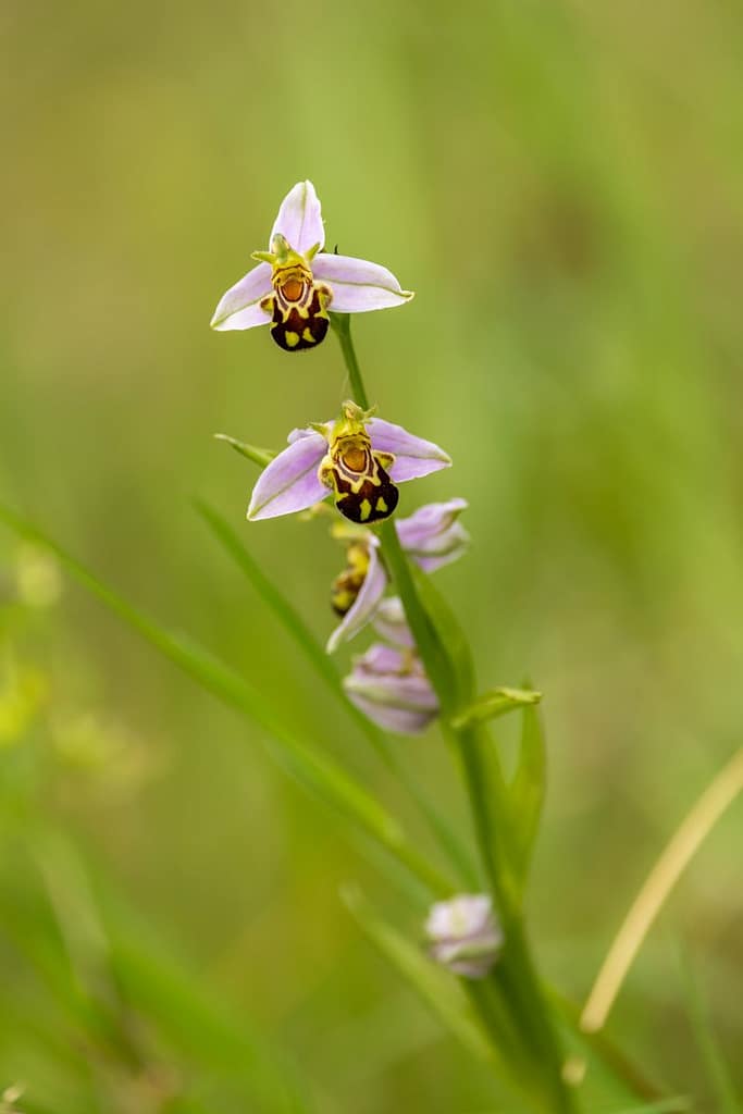 Ophrys apifera - Bijenorchis
