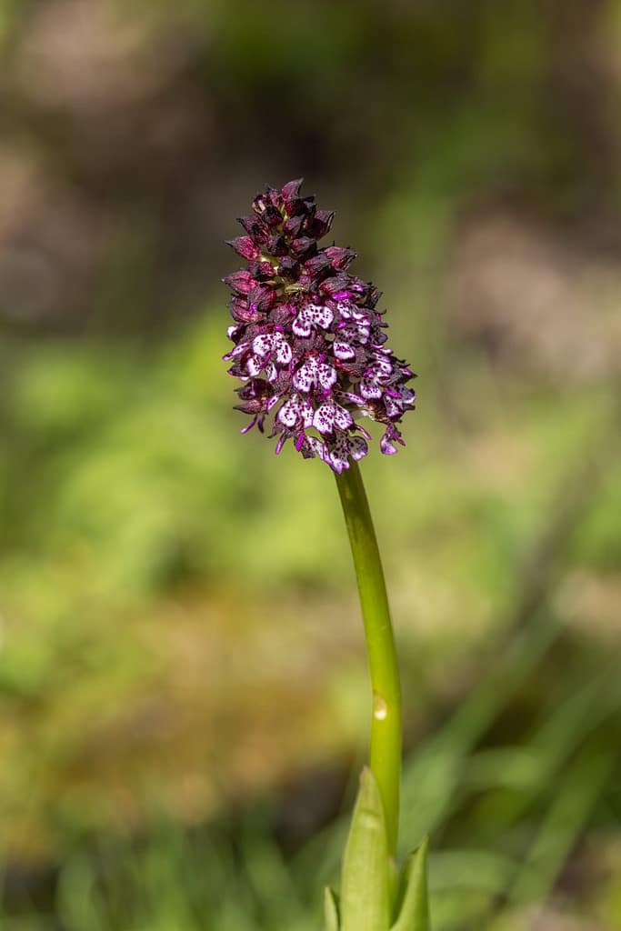 Orchis purpurea - Purperorchis