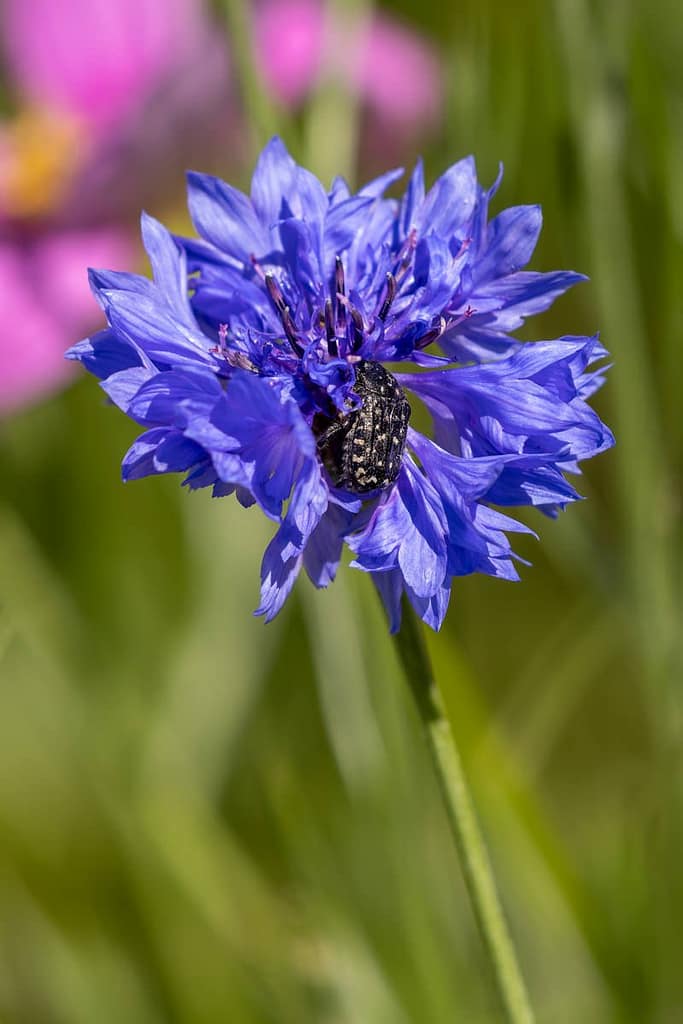 Oxythyrea funesta - Rouwende gouden tor