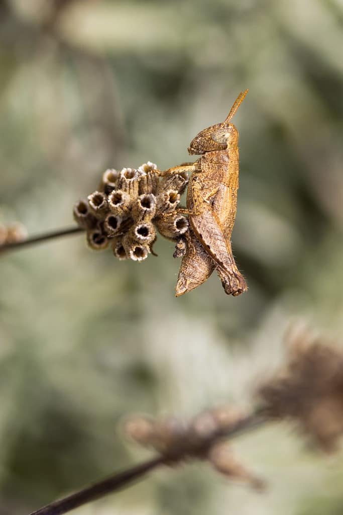 Pezotettix giornae