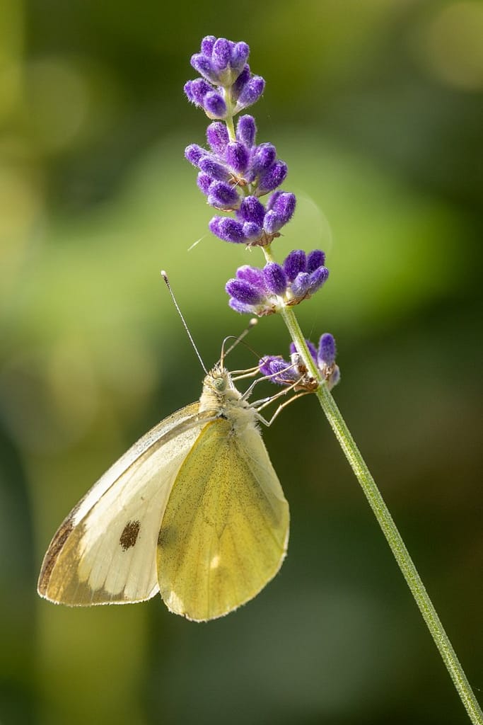 Pieris brassicae - Groot koolwitje