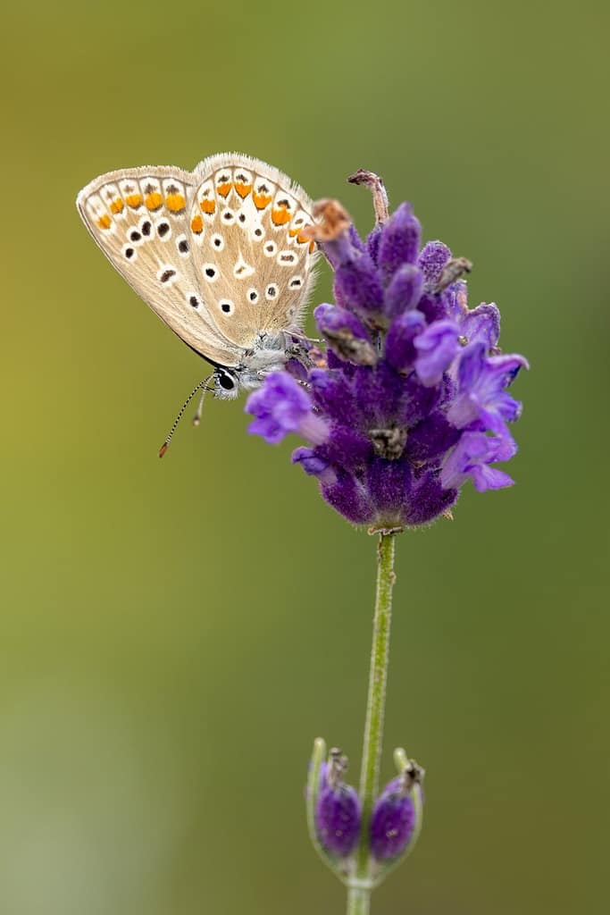 Polyommatus icarus - Icarusblauwtje