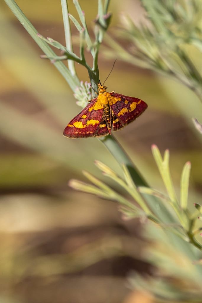 Pyrausta purpuralis - Purpermotje