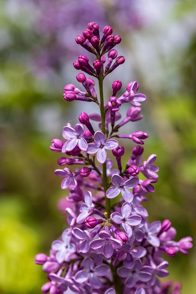 Syringa vulgaris - Sering