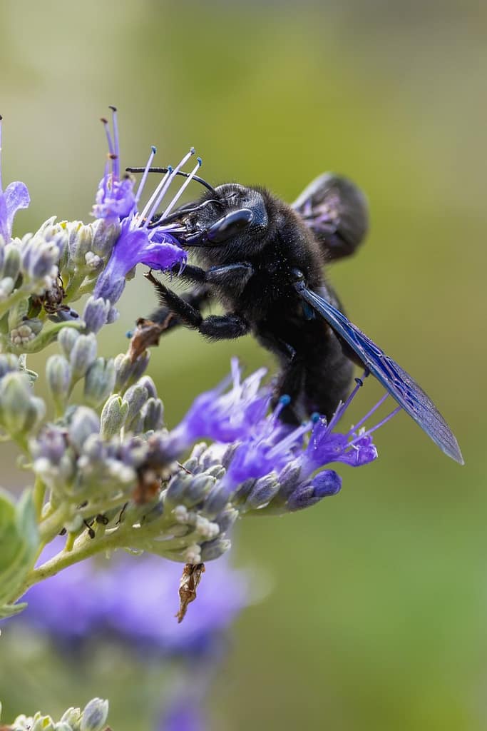 Xylocopa violacea - Blauwzwarte houtbij