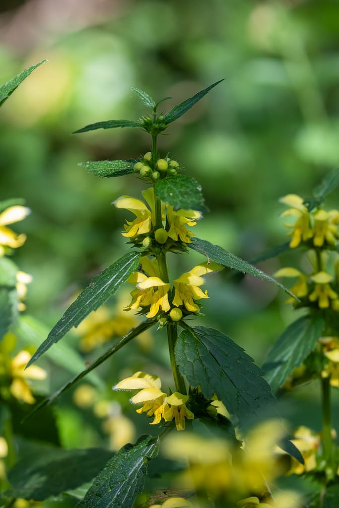Lamium galeobdolon - Gele dovenetel