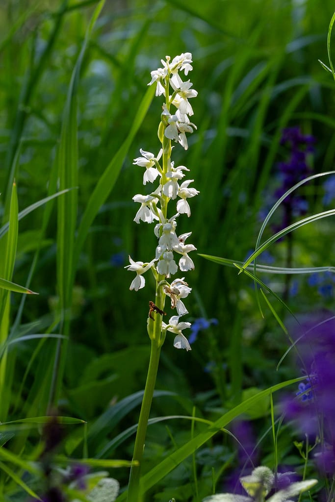 Orchis mascula - Mannetjesorchis in het wit