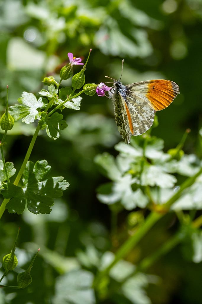 Anthocharis cardamines - Oranjetipje