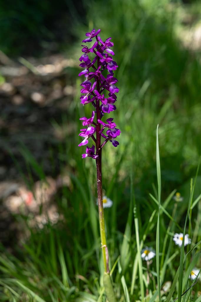 Orchis mascula - Mannetjesorchis