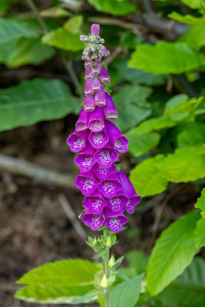 Digitalis purpurea - Vingerhoedskruid