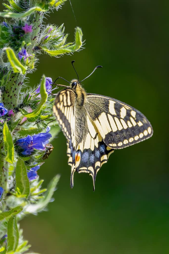 Papilio machaon - Koninginnenpage