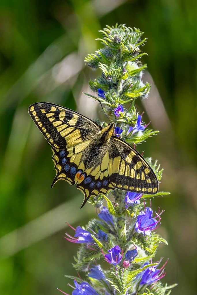Papilio machaon - Koninginnenpage