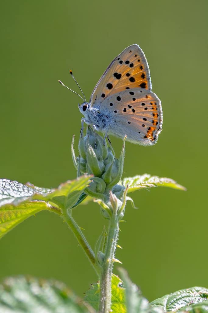 Lycaena alciphron - Violette vuurvlinder