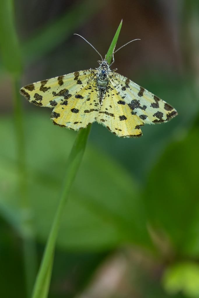 Pseudopanthera macularia - Boterbloempje