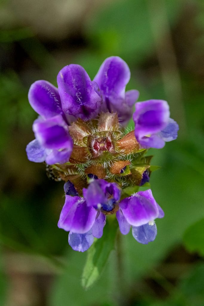 Prunella vulgaris - Gewone brunel