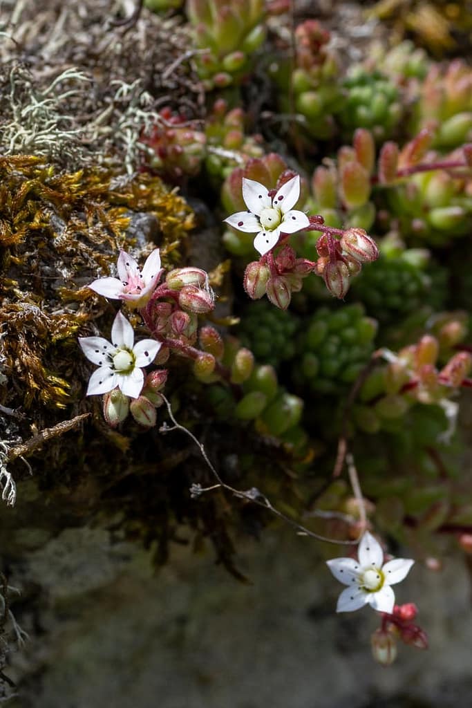 Sedum hirsutum