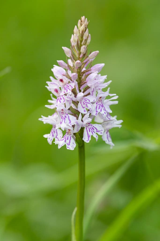 Dactylorhiza fuchsii - Bosorchis