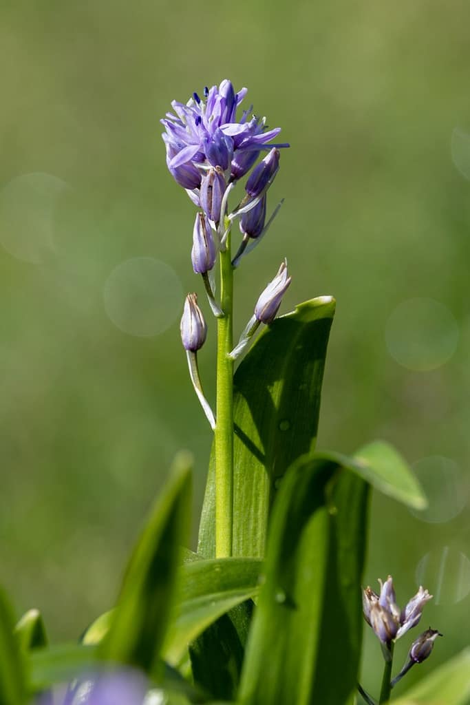 Scilla lilio-hyacinthus