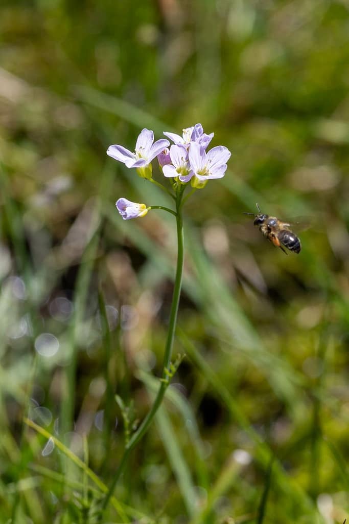 Cardamine pratensis - Pinksterbloem