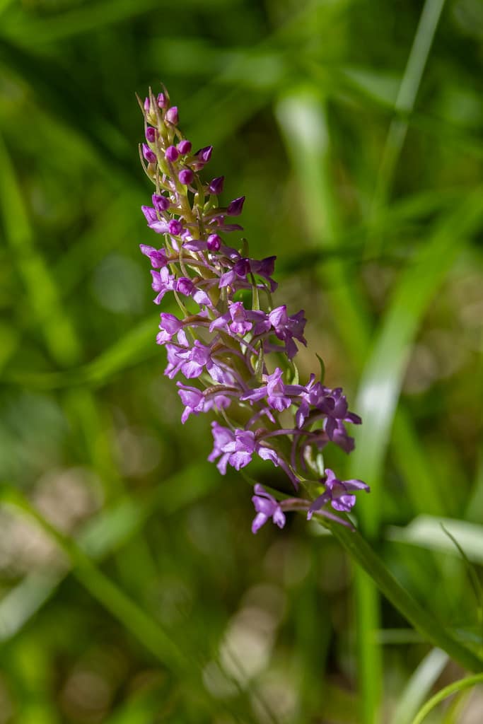 Gymnadenia conopsea - Grote muggenorchis