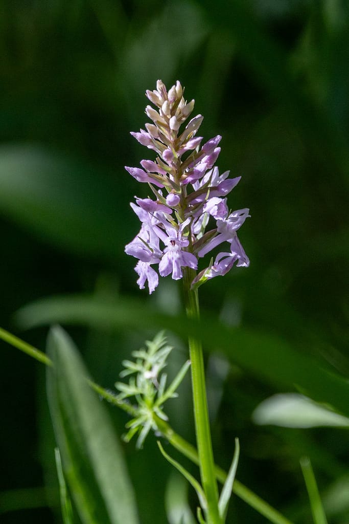 Dactylorhiza fuchsii - Bosorchis