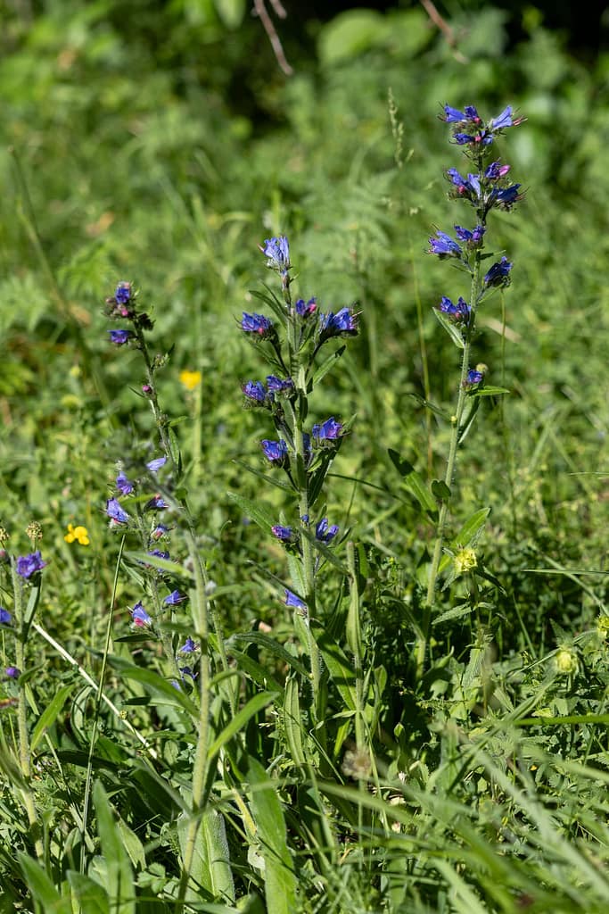 Echium vulgare - Slangenkruid