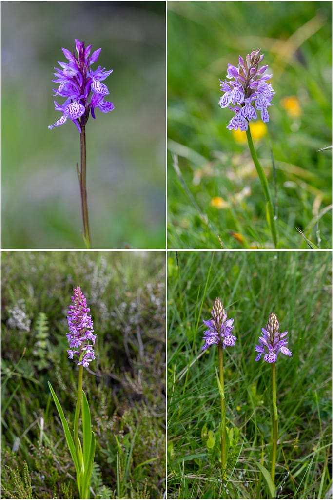Wilde bloemen Pyreneeën Orchideeën