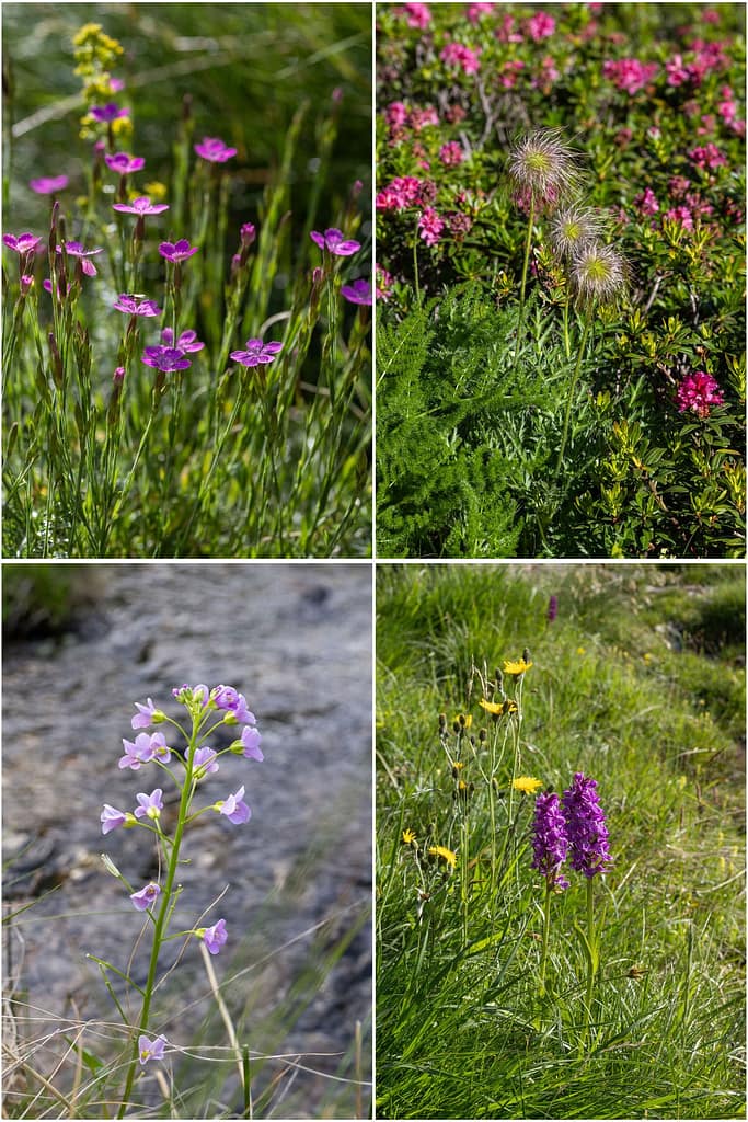 Wilde bloemen Pyreneeën
