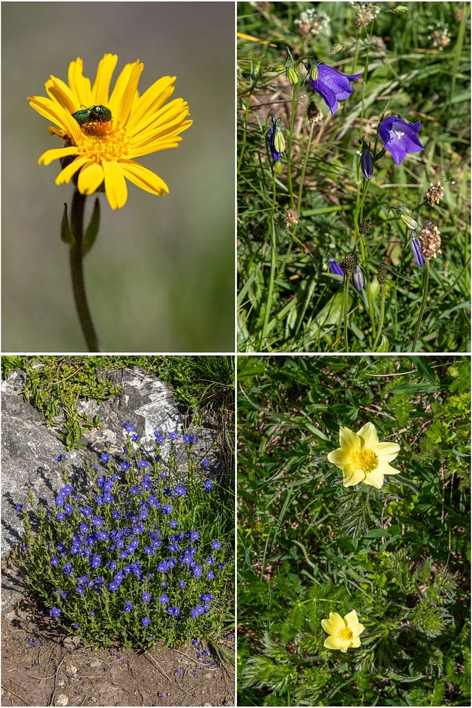 Wilde bloemen Pyreneeën