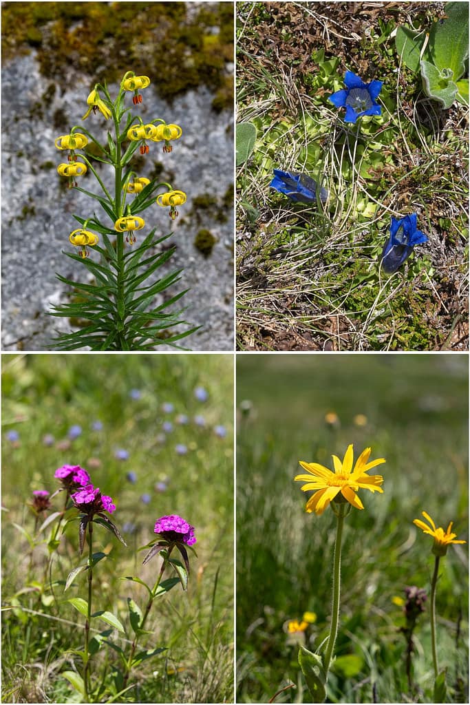 Wilde bloemen Pyreneeën