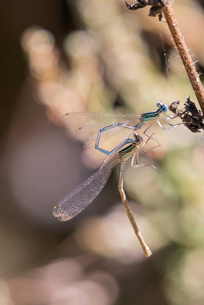 Platycnemis pennipes, blauwe breedscheenjuffer