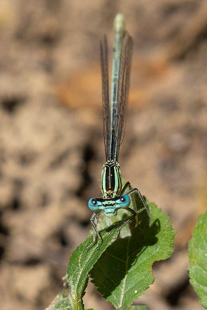 Platycnemis pennipes- Blauwe breedscheenjuffer