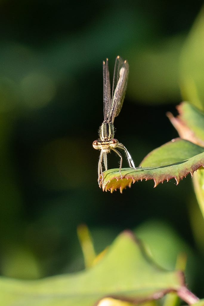 Platycnemis pennipes- Blauwe breedscheenjuffer