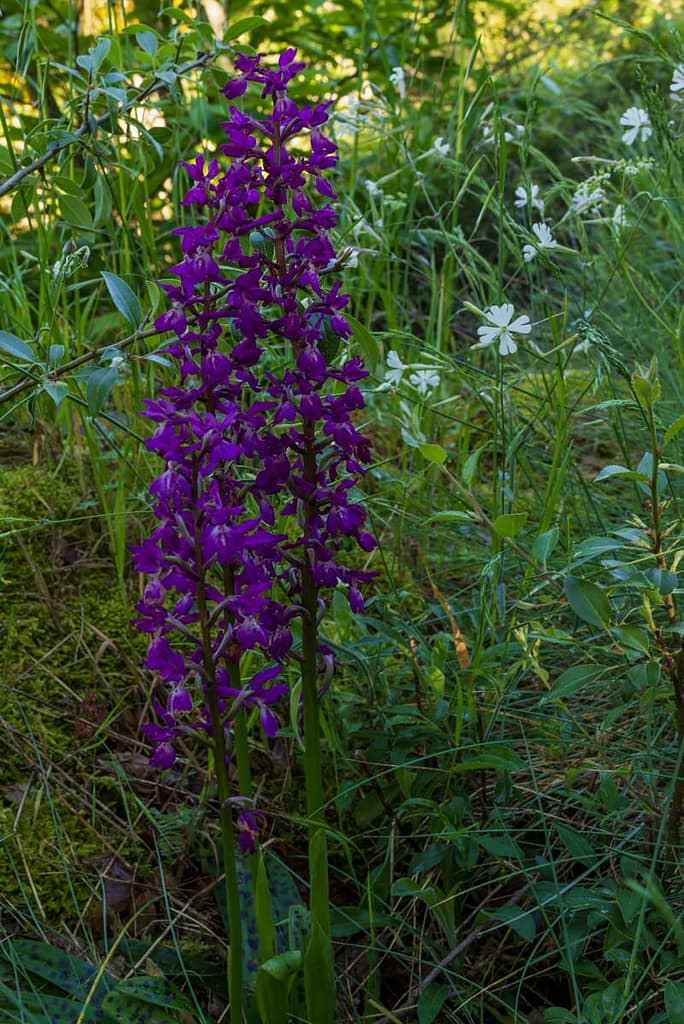 Orchis mascula, Mannetjesorchis