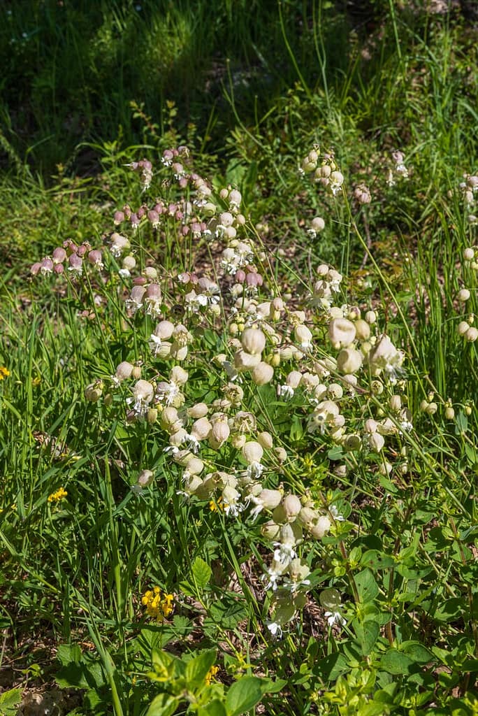 Silene vulgaris, Blaassilene