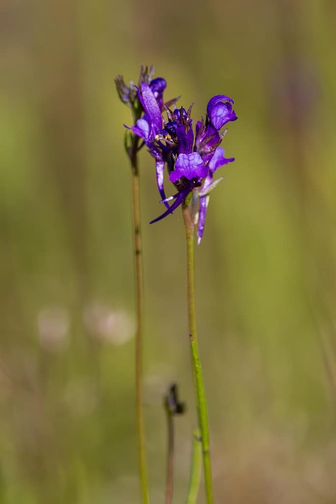 Linaria pelisseriana