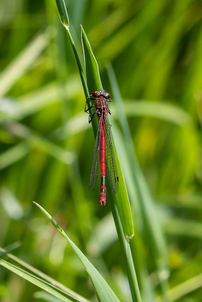 Pyrrhosoma nymphula, Vuurjuffer