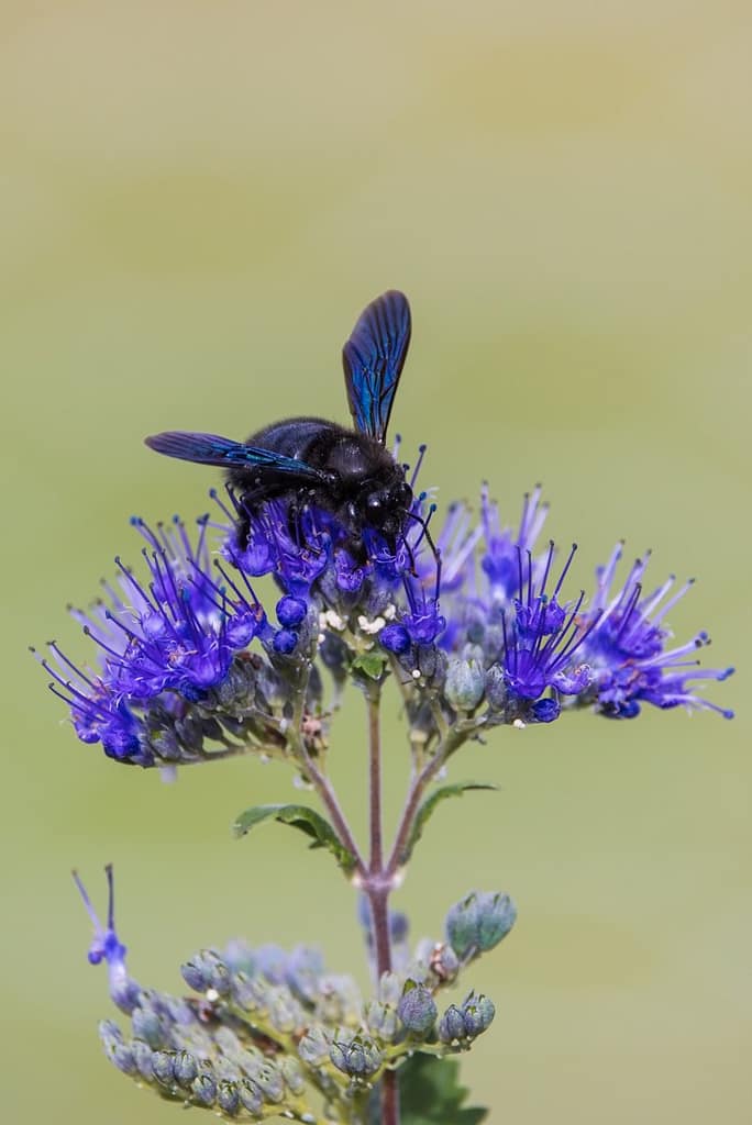 Xylocopa violacea, Blauwzwarte houtbij